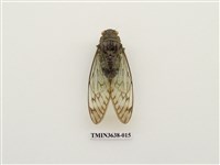 藏品(臺灣騷蟬)的圖片